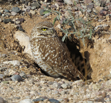 Burrowing Owl near Tucson airport 1_14_2014